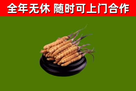 蔡甸区回收散虫草